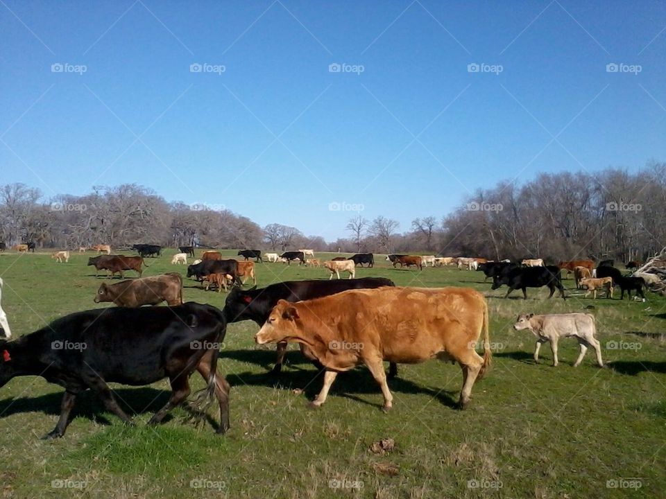 Herding Cows