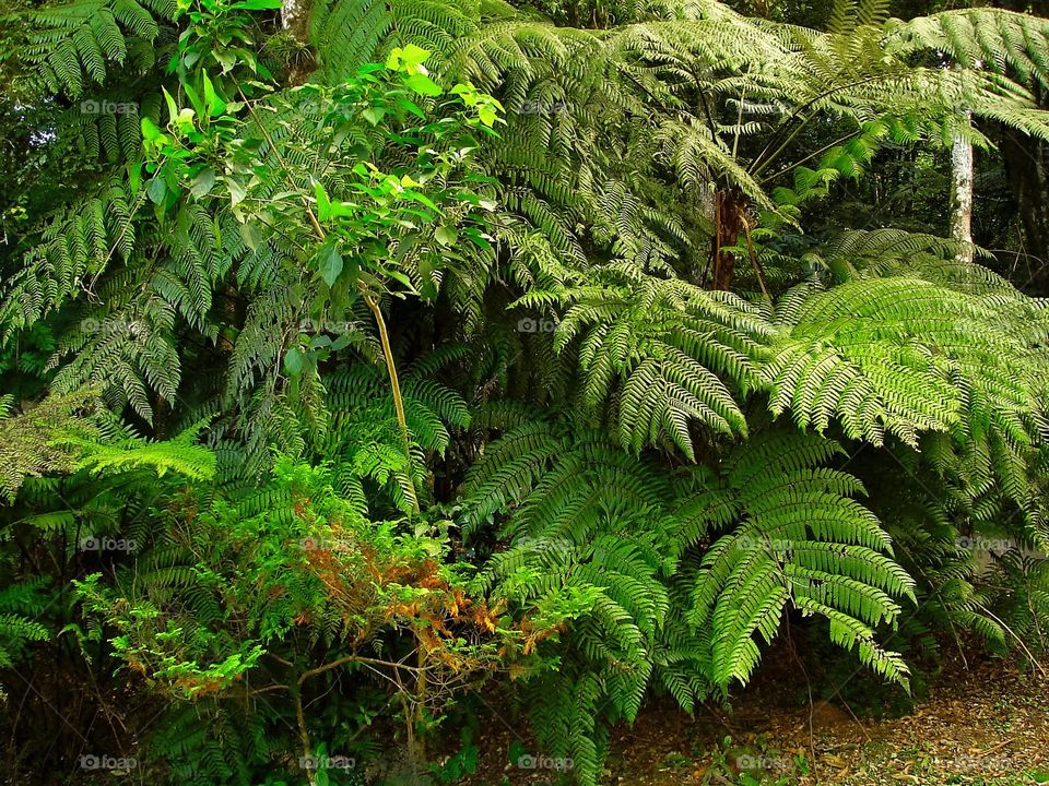 Tree fern feet/Pé de xaxim.