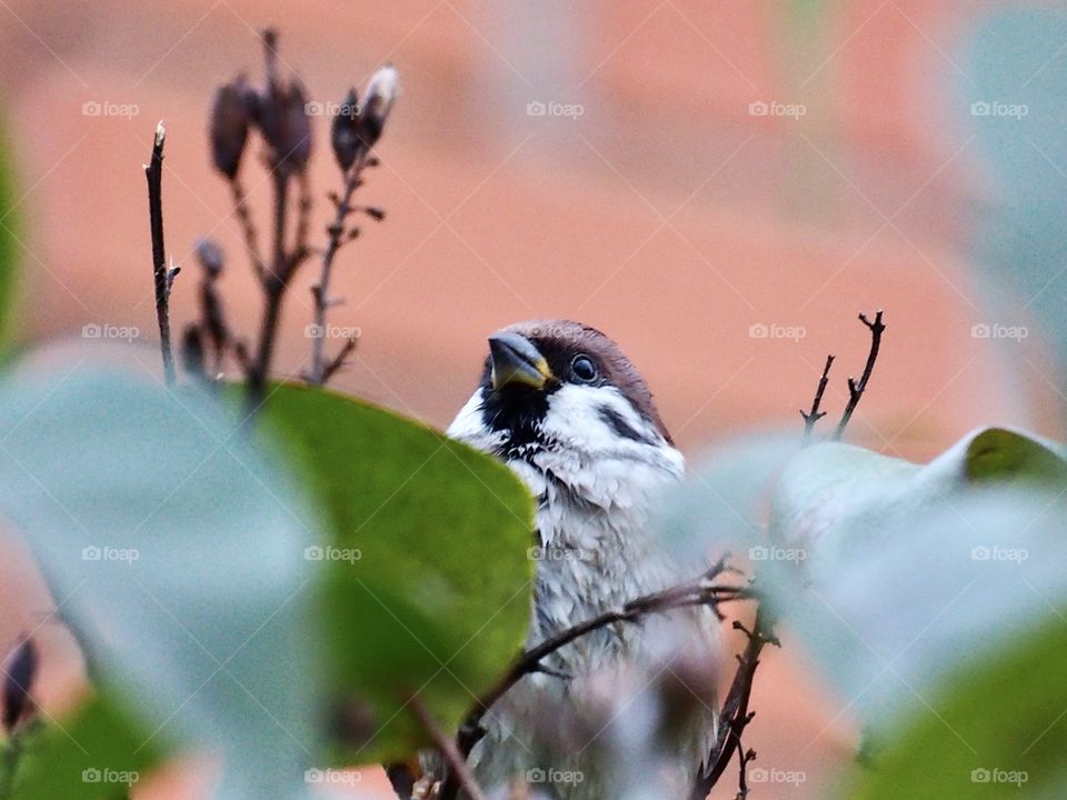 my good friend sparrow ☺️