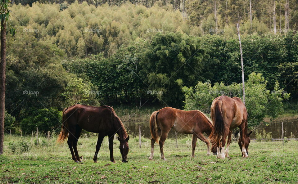 Horses walking in the grass