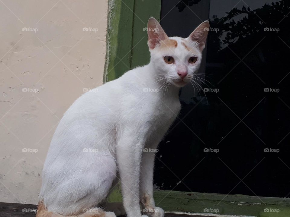 Wild cat looking for prey on the yard