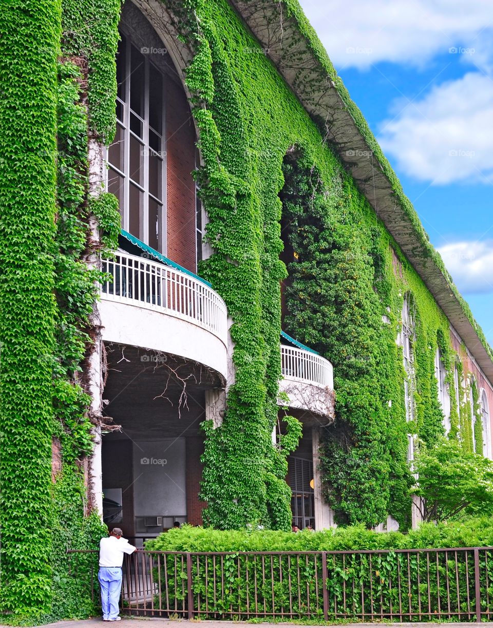 Vines on Belmont Park. The largest racetrack in America with its iconic green vine facade. Home to the Triple Crown
Zazzle.com/Fleetphoto 