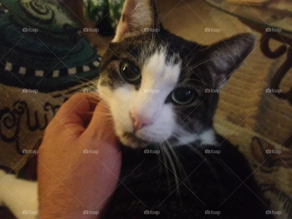 Cat love