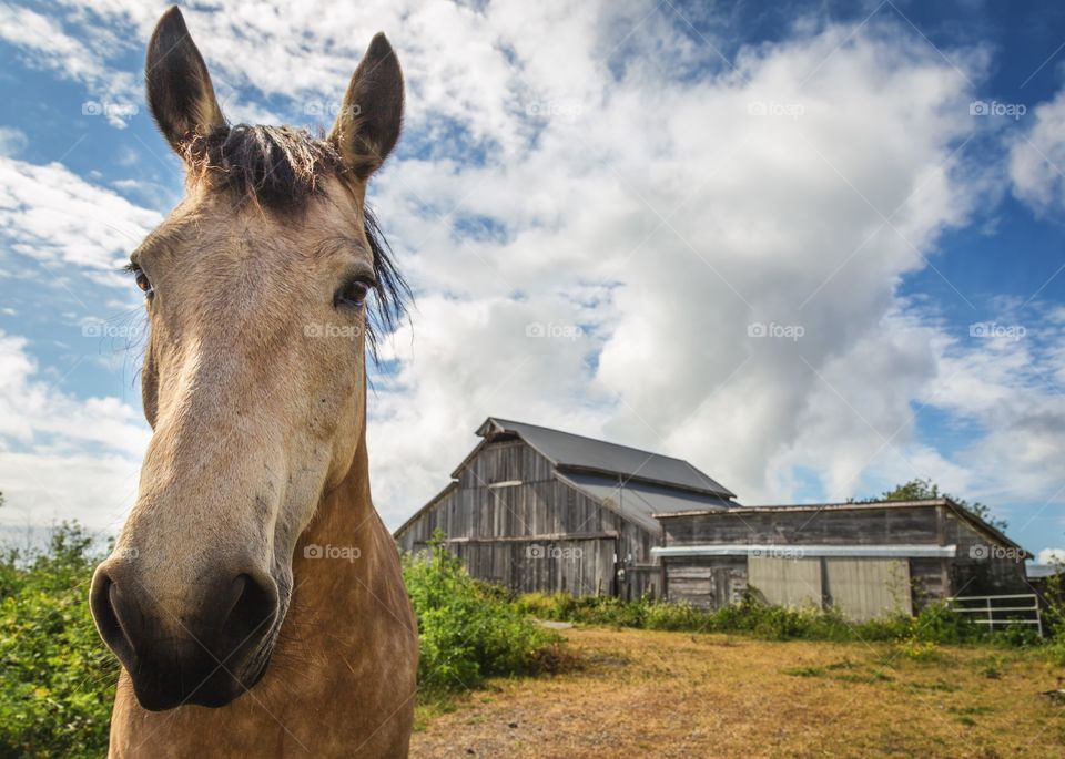 Portrait of a horse and abandoned house