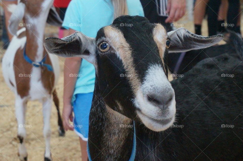 Goat watching camera. Goat with interesting color markings is watching the camera.  Photo taken at Tulsa State Fair