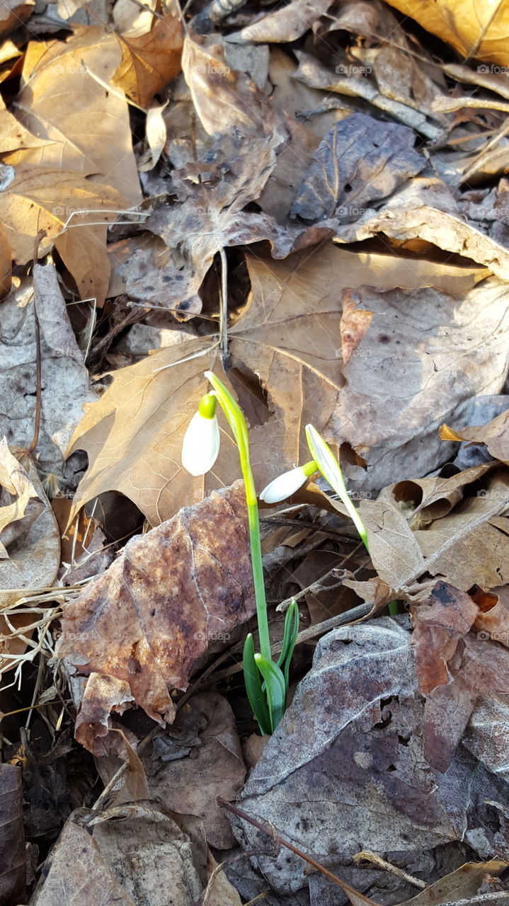 early signs of spring