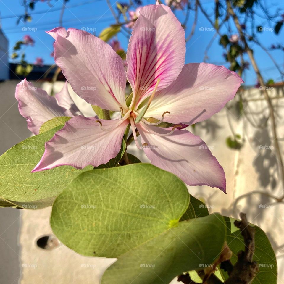 🌹 🇺🇸 Very beautiful flowers to brighten our day.  Live nature and its beauty. Did you like the delicate petals? / 🇧🇷 Flores muito bonitas para alegrar nosso dia. Viva a natureza e sua beleza. Gostaram das pétalas delicadas? 