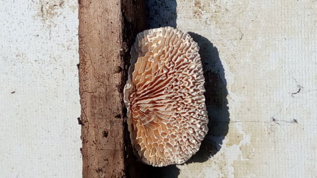 mushroom