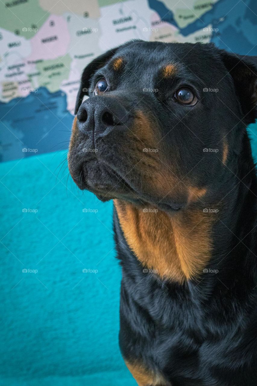 Ellie the Rottweiler, the cutest dog.