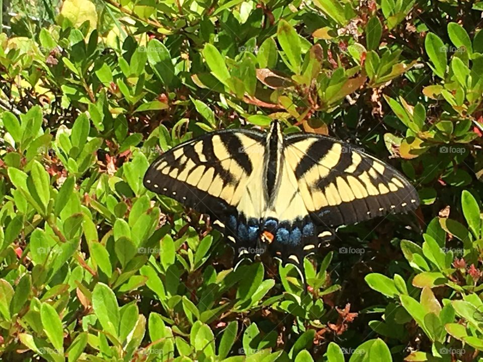Huge butterfly in backyard