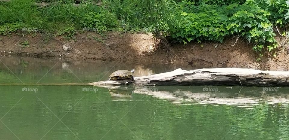 sun bathing turtle gasconade river