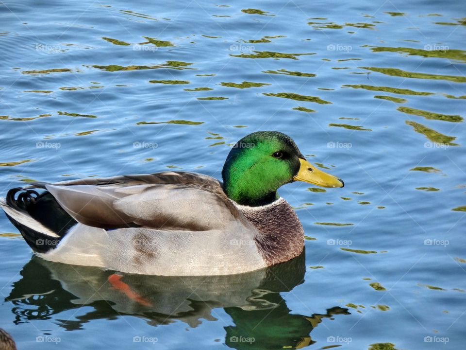 Cute duck