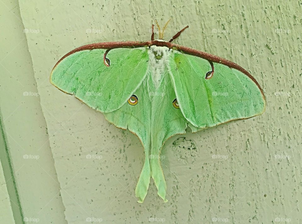 Luna moth
