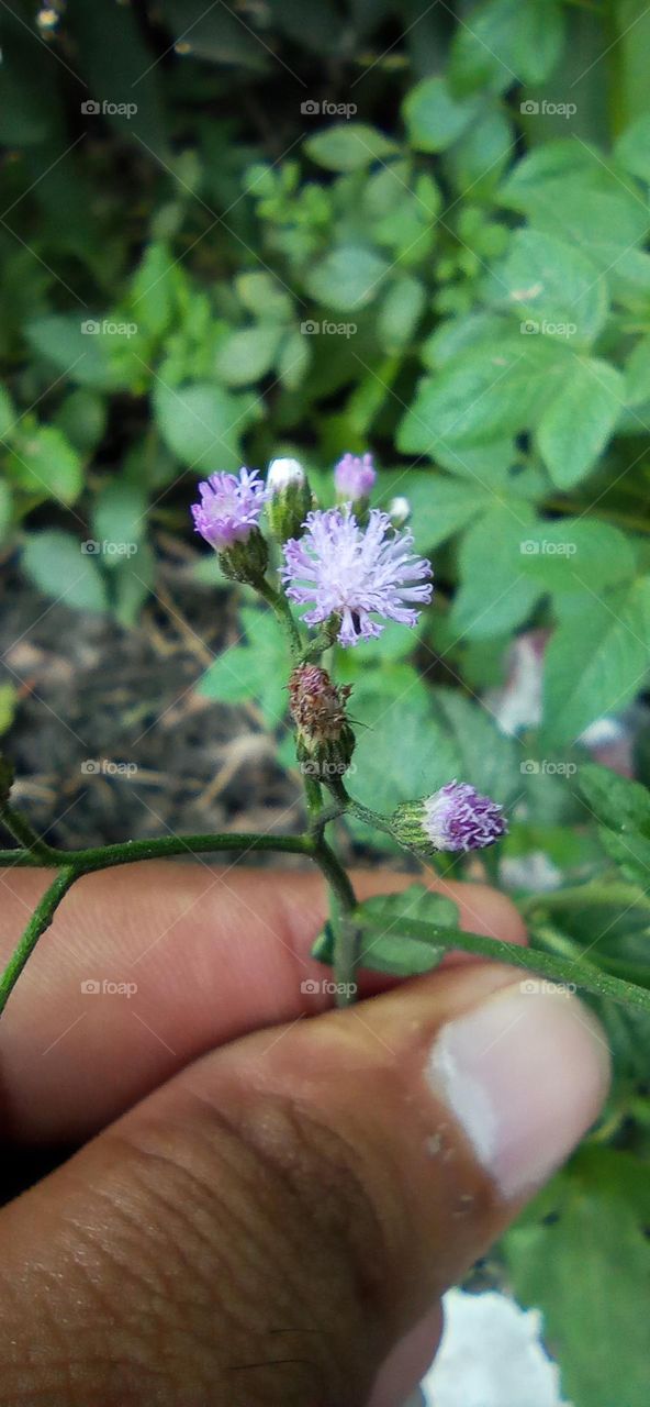 Unknown flower over the road site