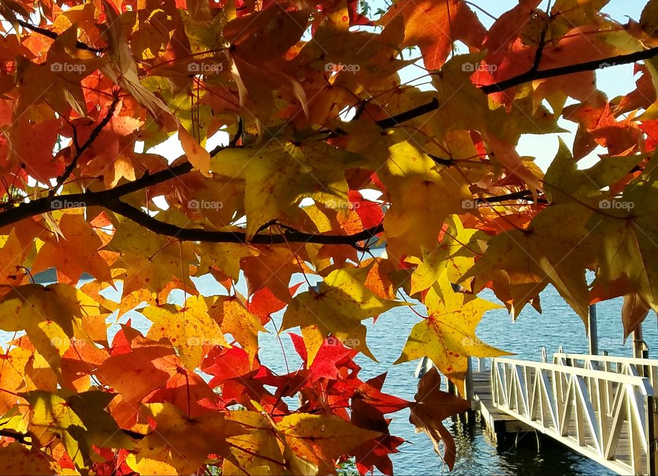 autumn leaves with view of Lake and dock