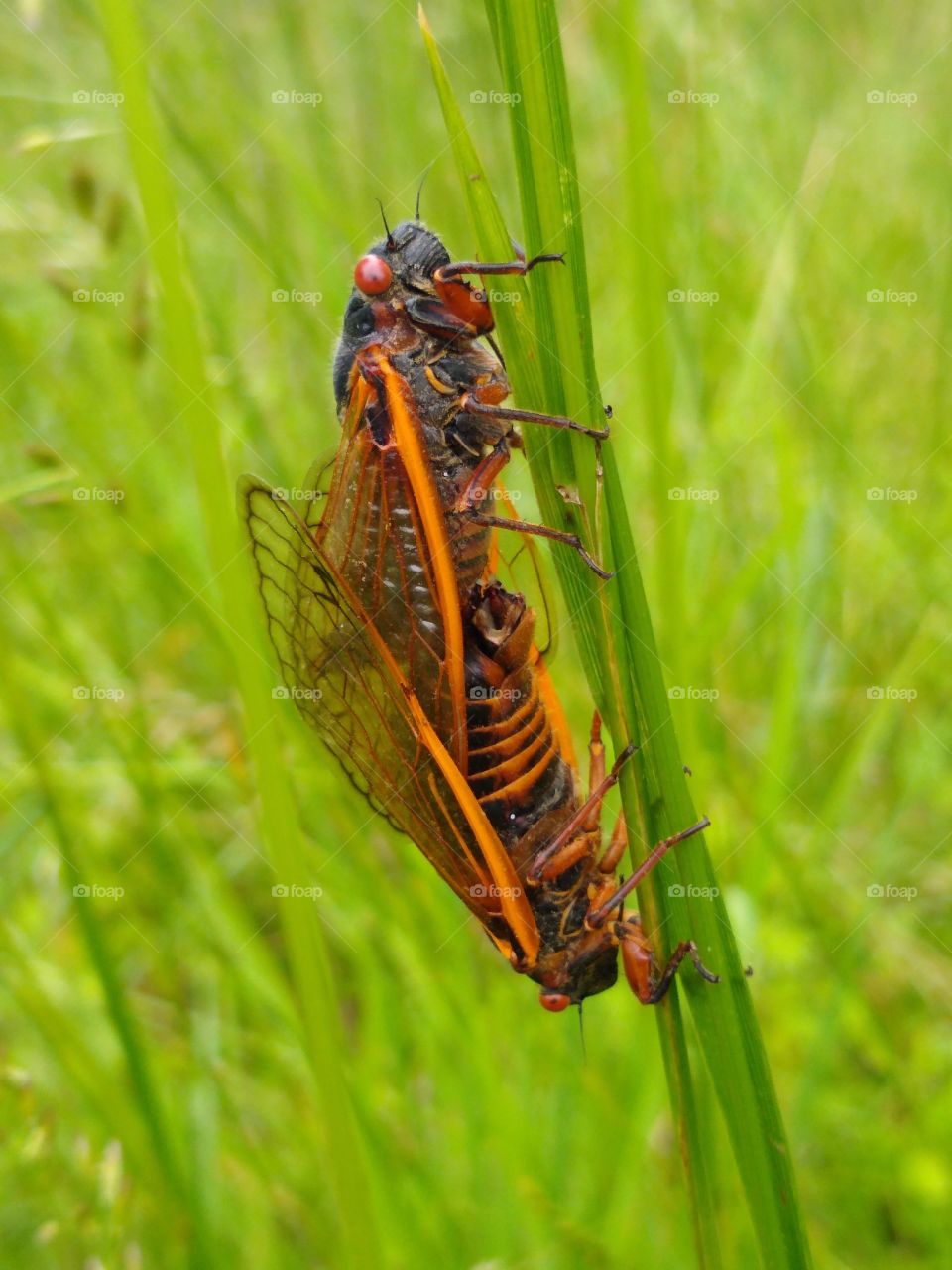 Brood X cicada mating