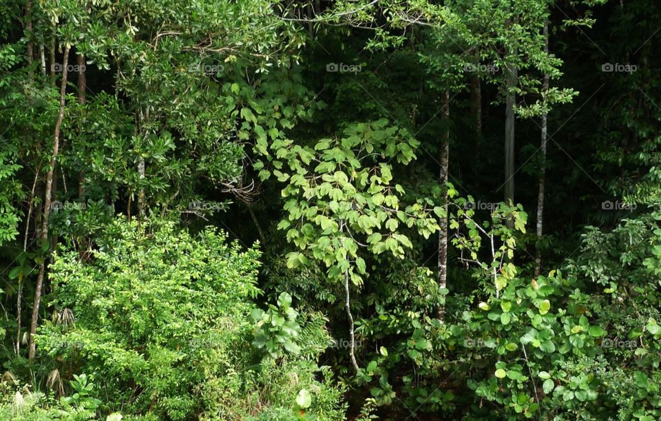 More Borneo rainforest