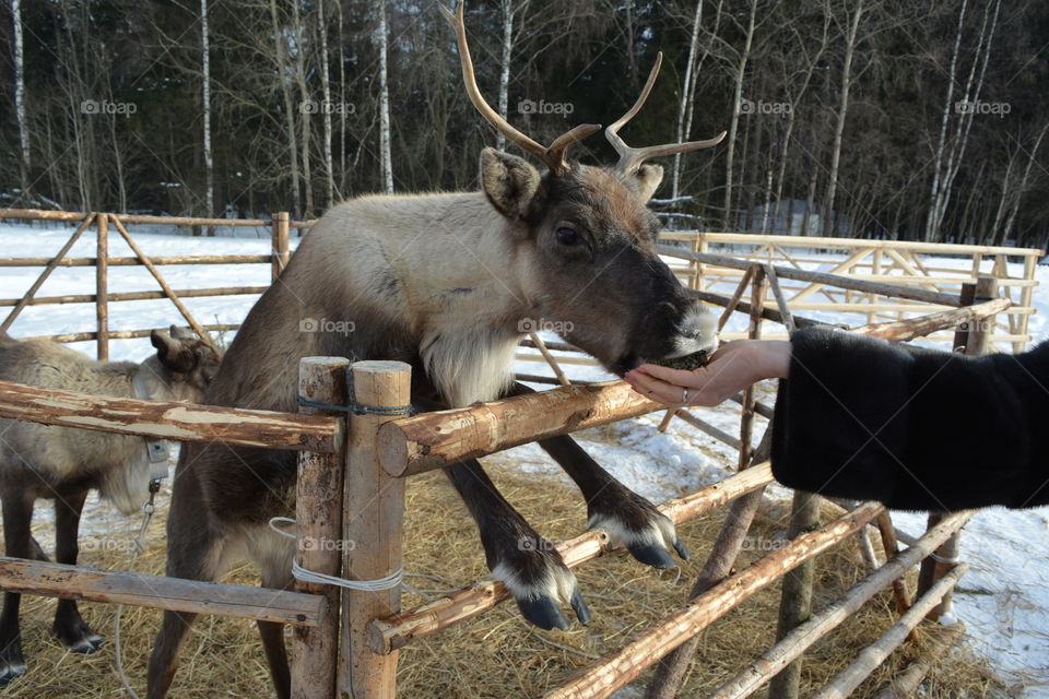 northern reindeer