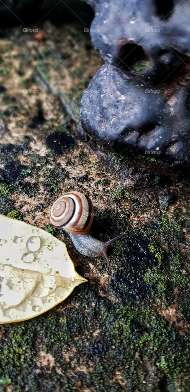 story of a little snail