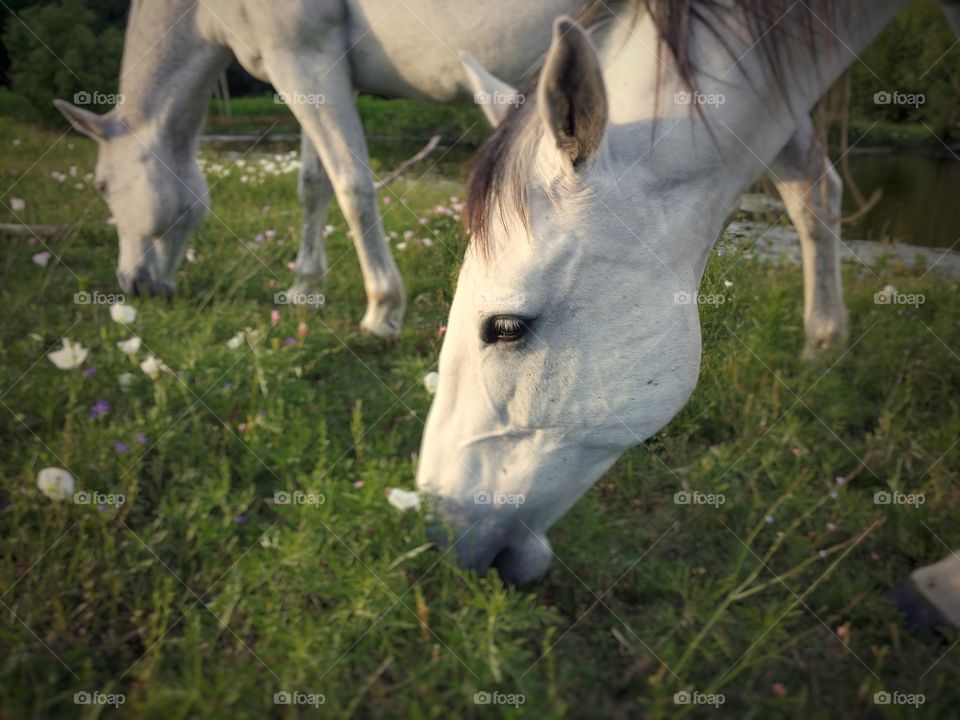 Horse greasing grass
