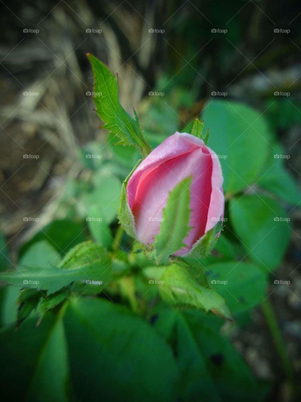 Pinky Panneer Rose Bud 😍😍😍