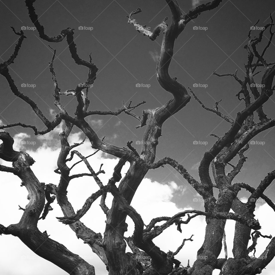 That old oak tree. Hörlycke 