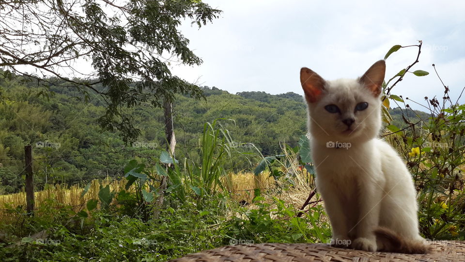 my cute cat have a nice background.i am take a photo in my backyard today.