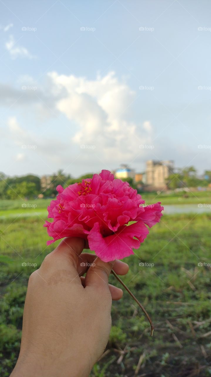 Hibiscus rosa sinensis
pink hibiscus flower
evergreen shrub
beautiful