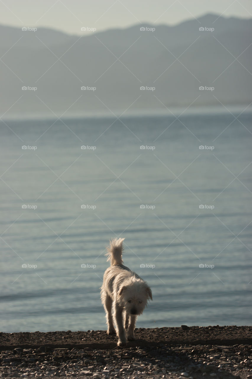 white small dog walking on the beach