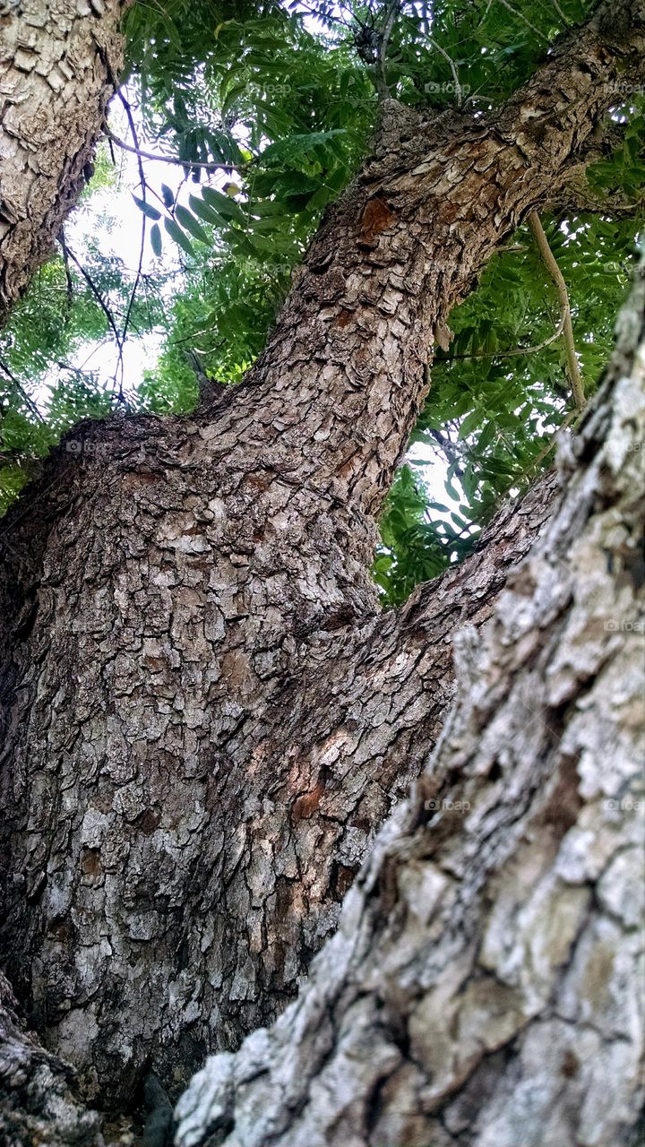 Tree Trunk Close Up