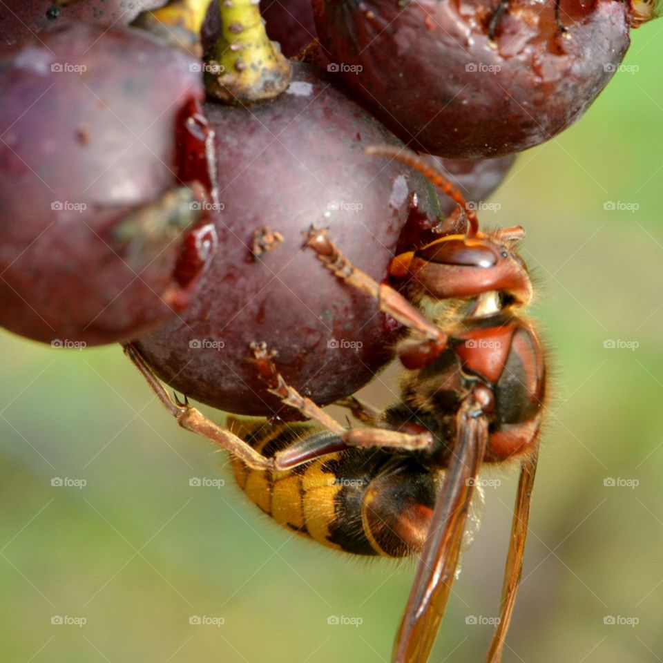 Wasp on Grape
