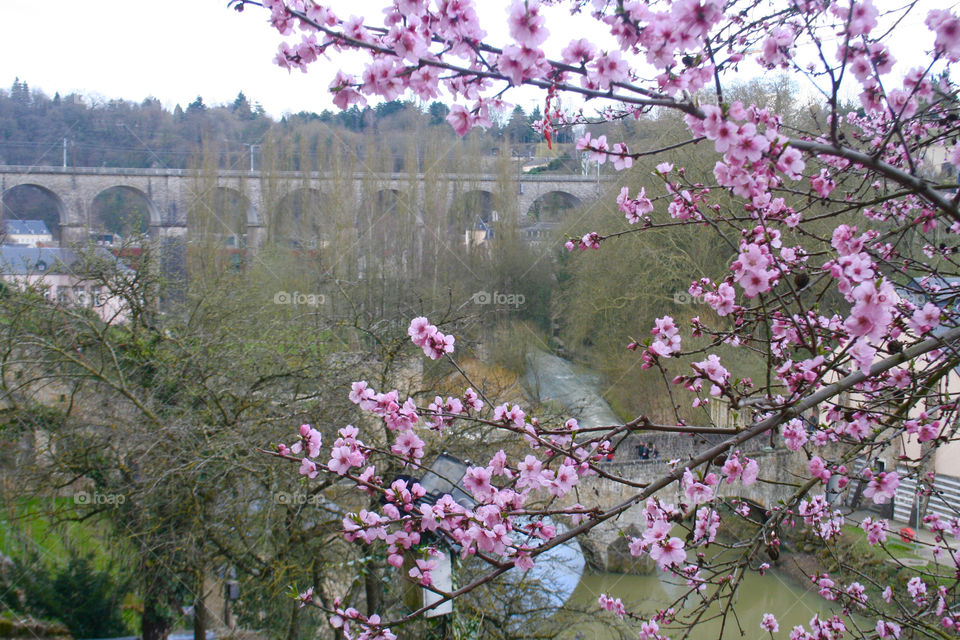 Flowers in Luxembourg 
