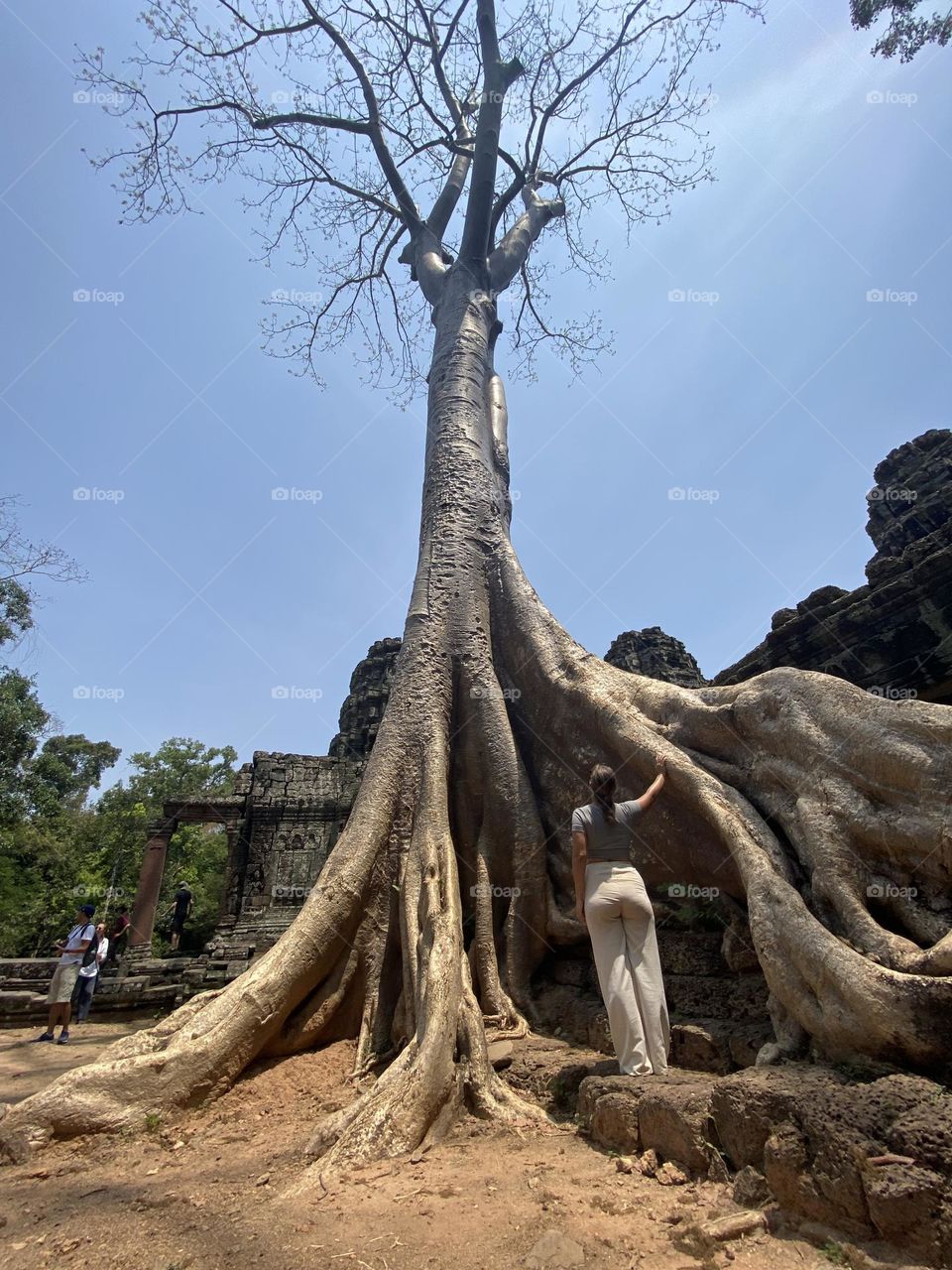 Beautiful tree with giant roots engulfing ancient ruins of Angkor wat 