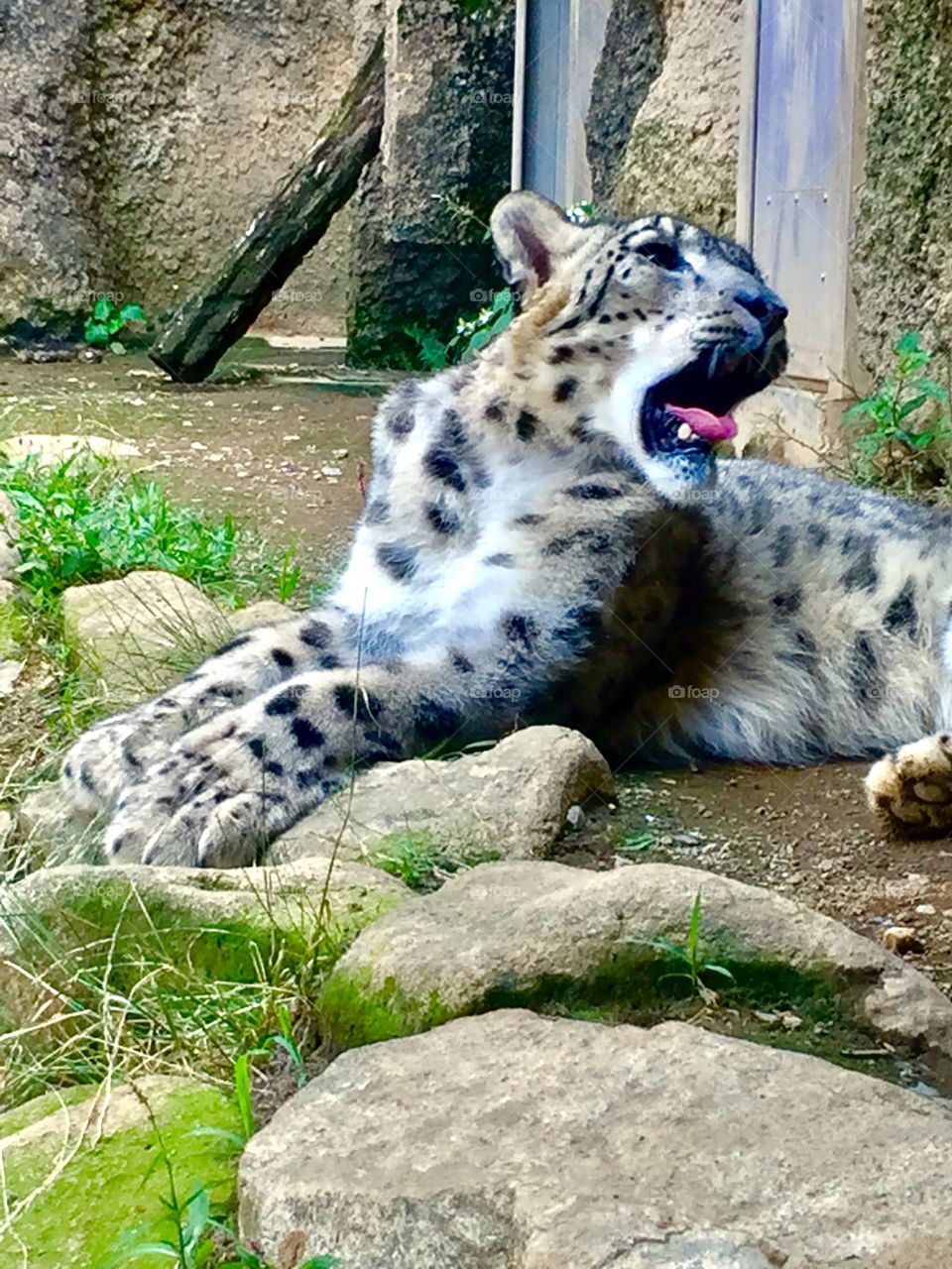 I Am Tired.  Snow Leopard. Tama Zoological Park. Tama, Japan