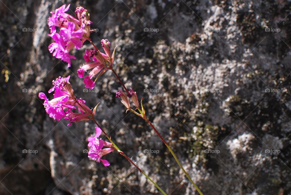 Flower on rock background 