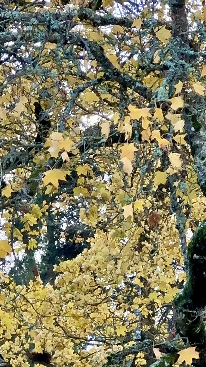 Autumn - The fall - maples- yellow leaves - curtain 