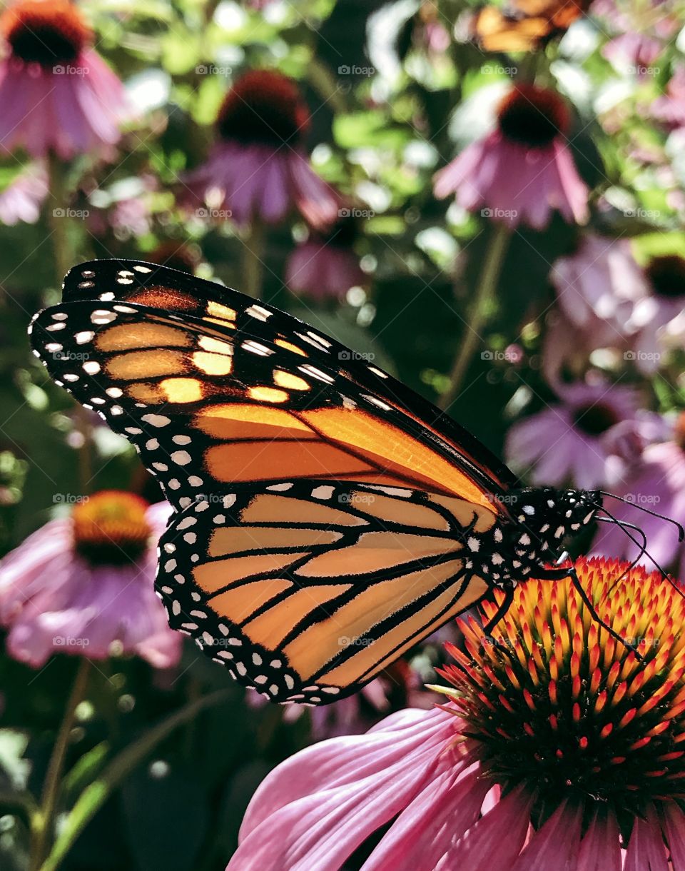 Monarch butterfly pollinating a coneflower