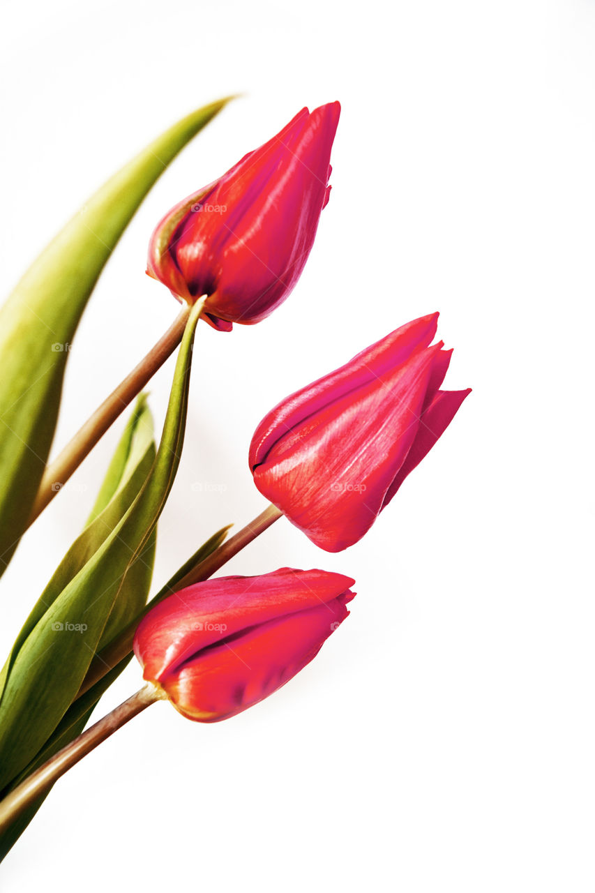 Red tulips, spring, flowers