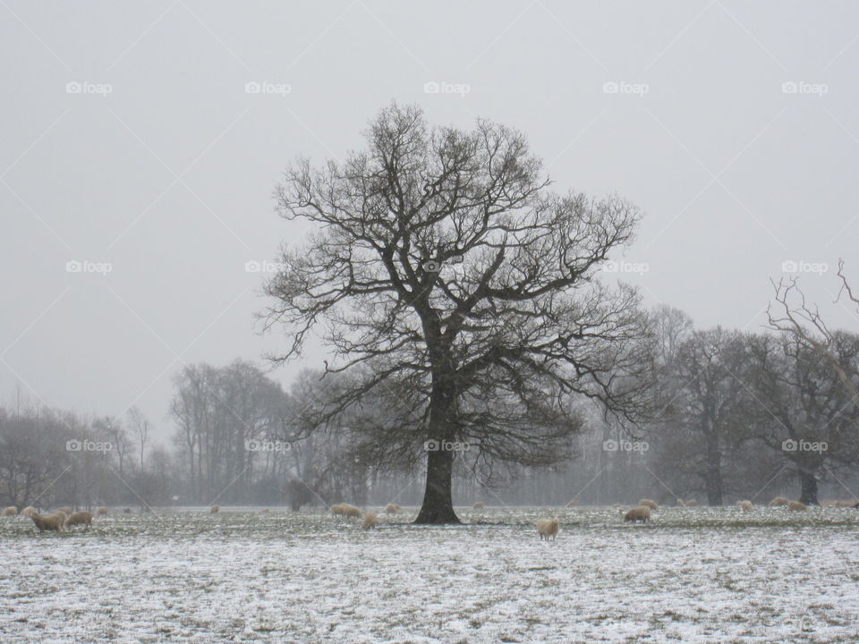 Sheep In The Snow