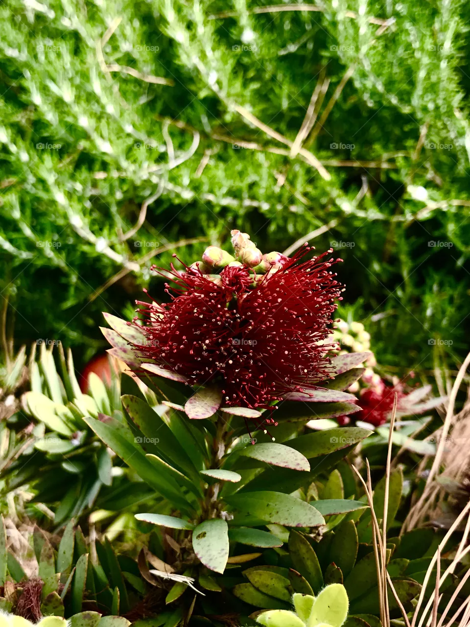 Flora