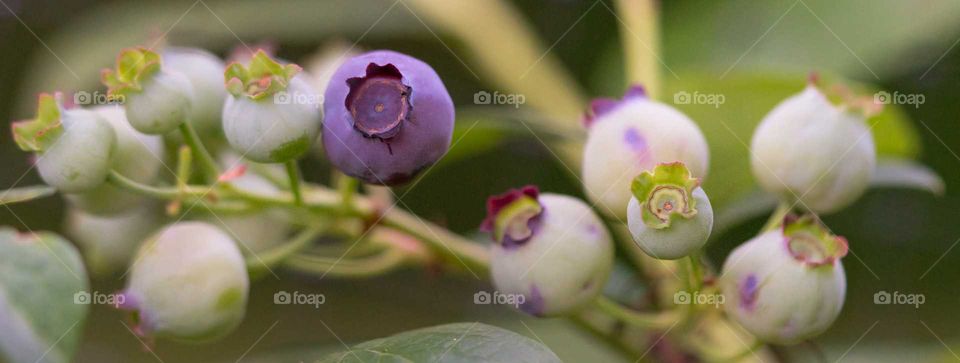 Home grown blue berries