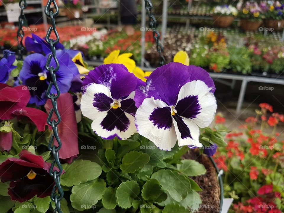 pansies flowers in garden shop