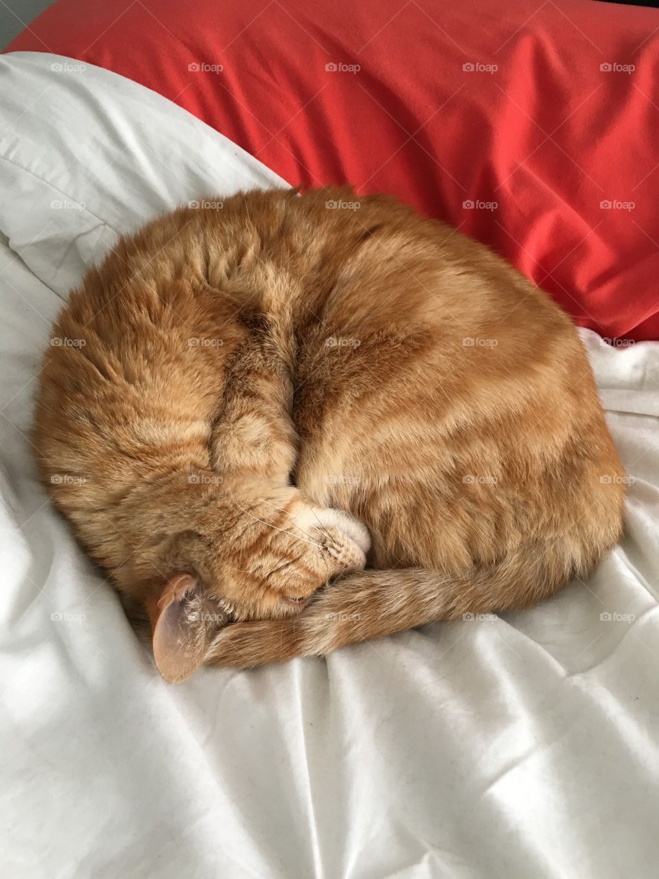 All curled up