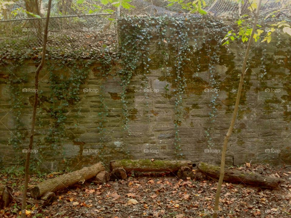 Wall In The Woods