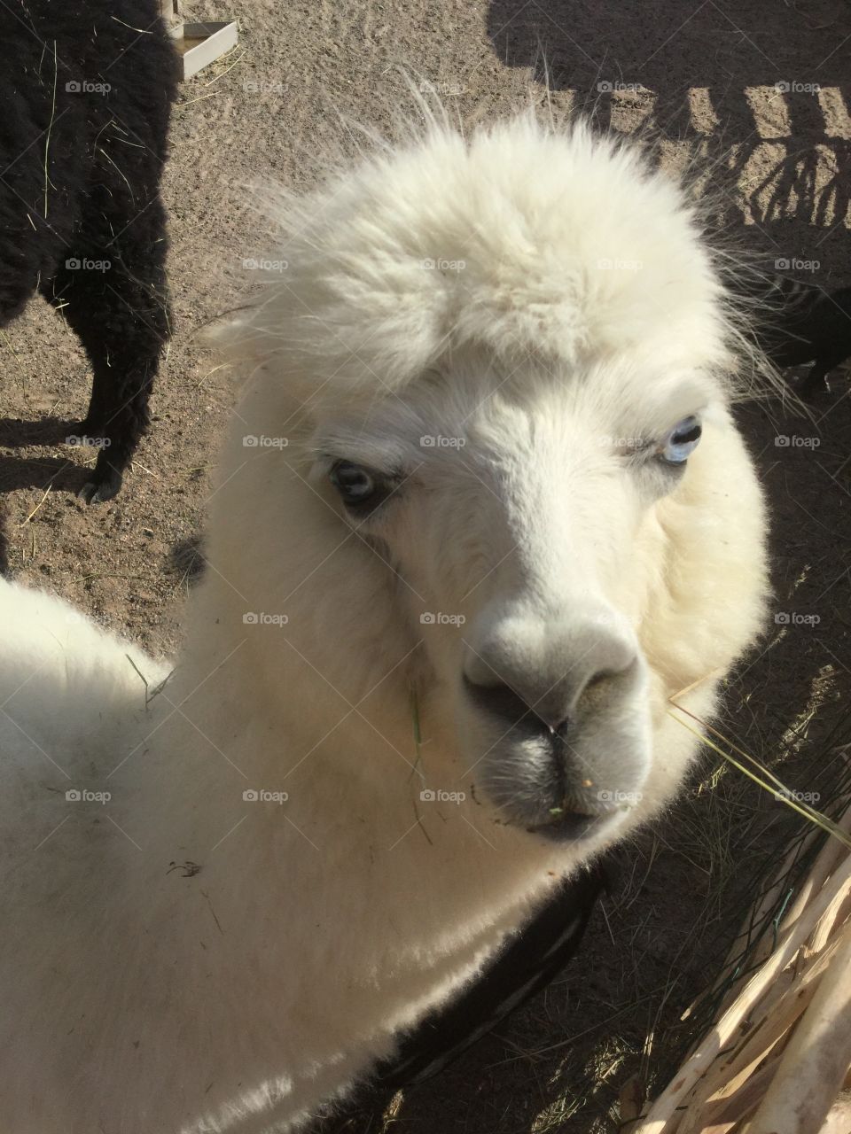 Lama