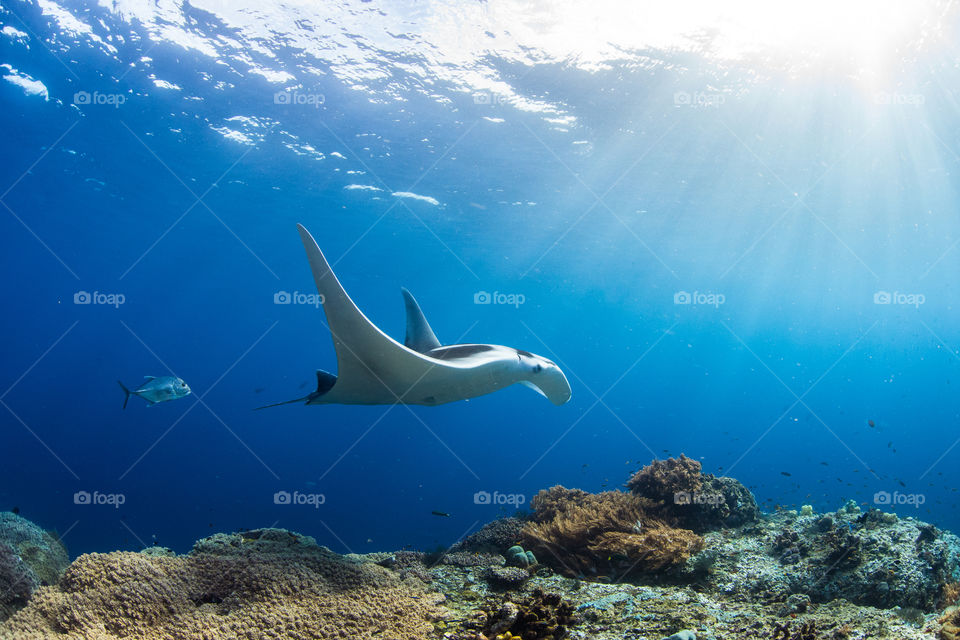 Giant oceanic Manta Ray (Mobula birostris) swimming in clear blue water with sun rays over a healthy coral reef, in Raja Ampat, Indonesia.