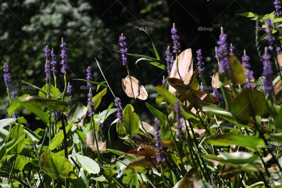 Purple Water Flowers