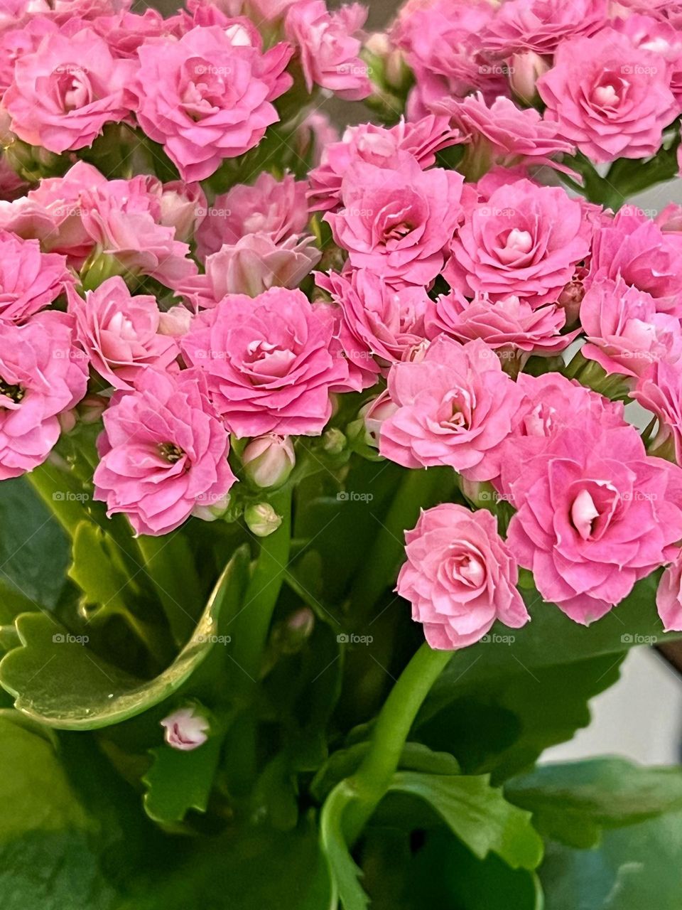 Beautiful flowers of Kalanchoe Blossfeld.