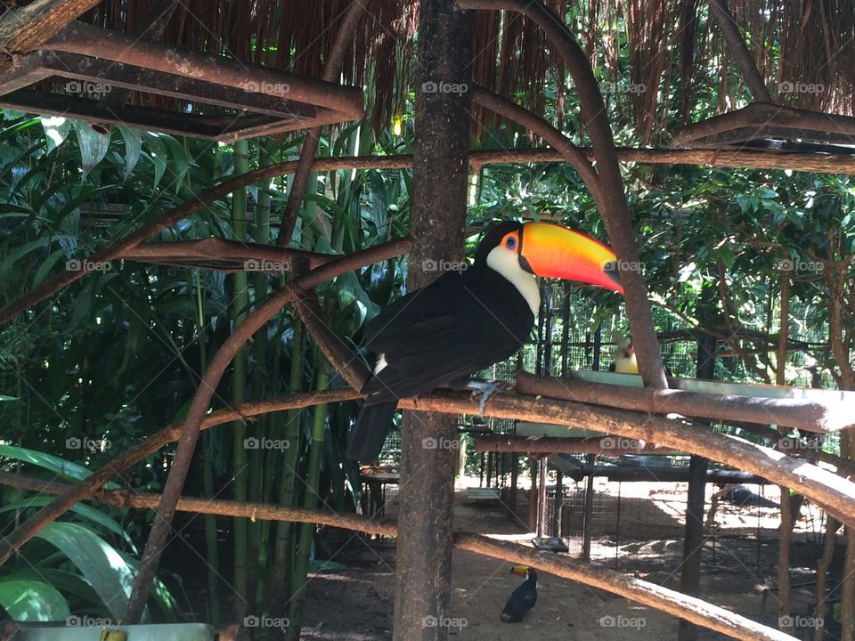 Toucan closeup on a trunk surrounded by green 