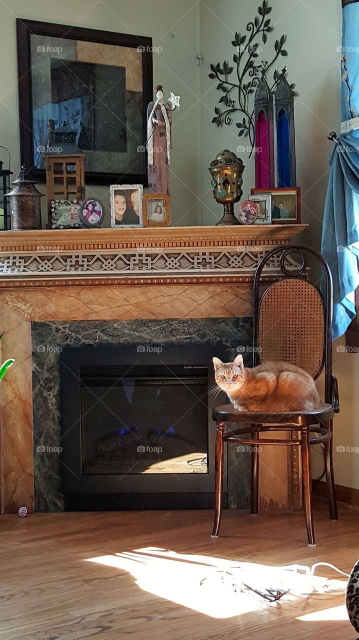 warm by the fire. my cat Finnegan